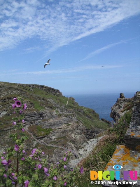 SX07294 Tree Mallow (Lavatera arborea) and Tintagel Castle ruins